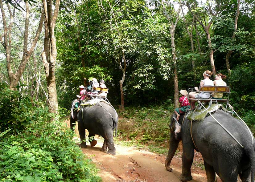 Jungle_Phuket_National_Park